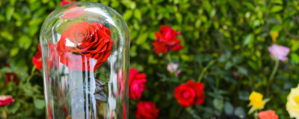 Rose éternelle