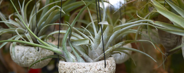 Tillandsia