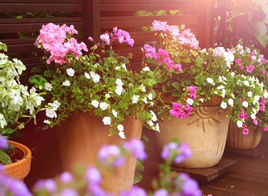 Les-fleurs-en-pot